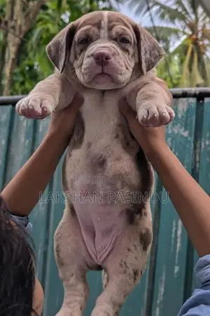 Amarican Bully