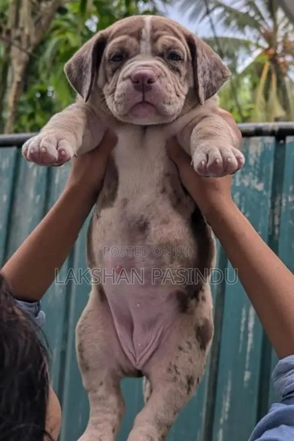 Amarican Bully