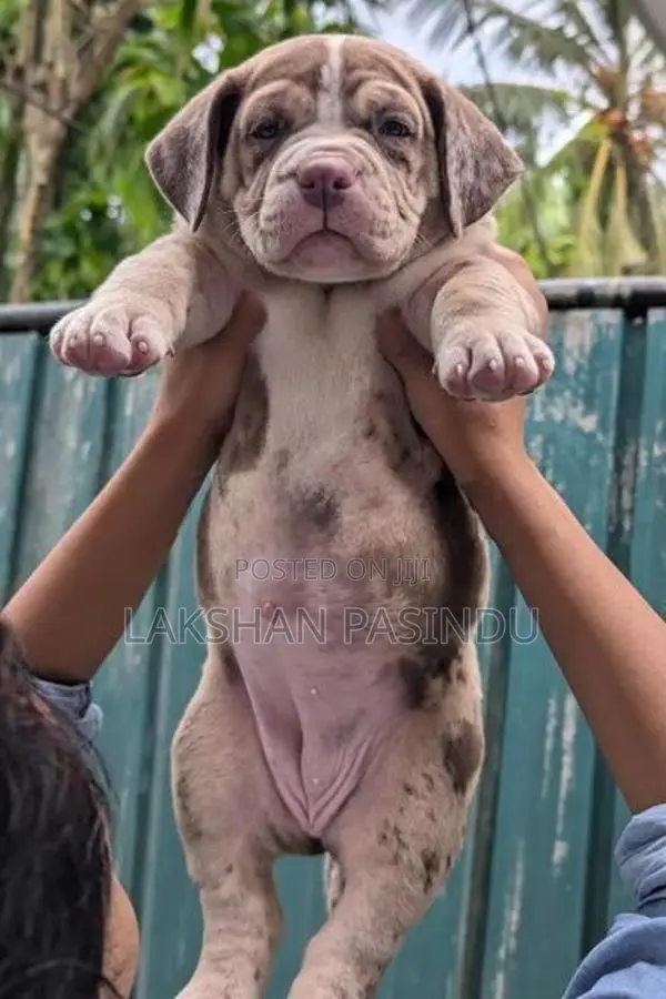 Amarican Bully