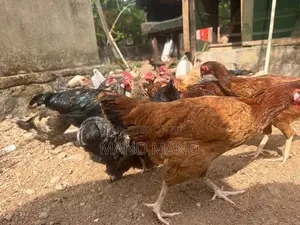 Chicken