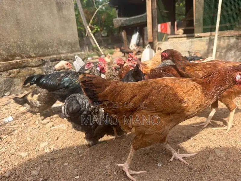 Chicken
