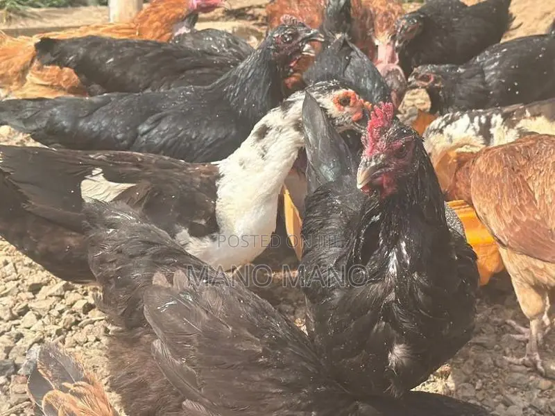 Chicken