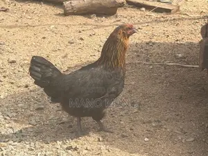 Chicken