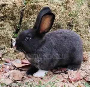 Rabbit