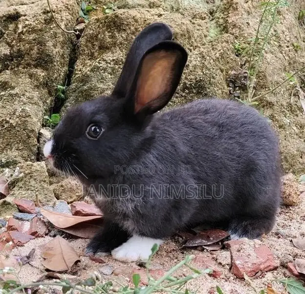 Rabbit