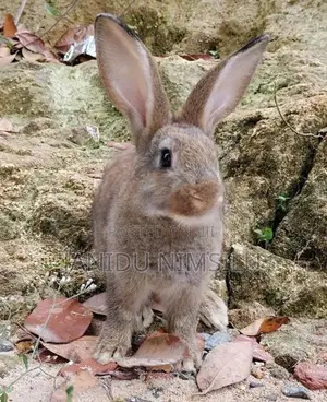 Rabbit