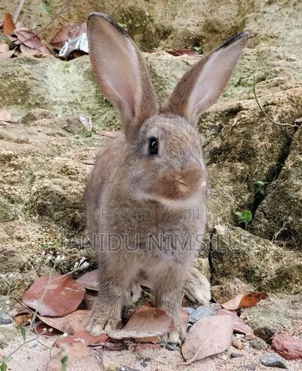 Rabbit