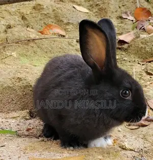 Rabbit