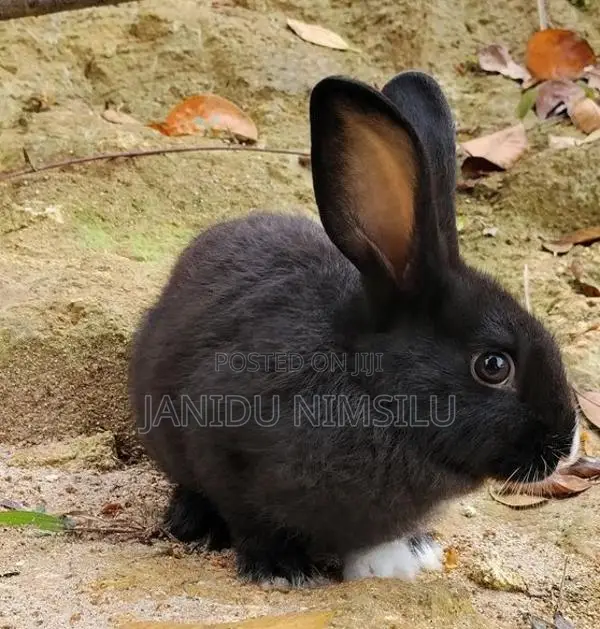 Rabbit