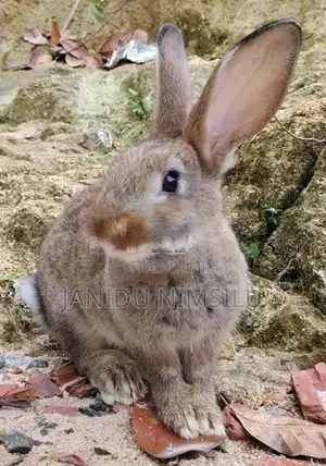 Rabbit