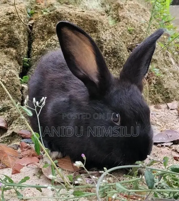 Rabbit