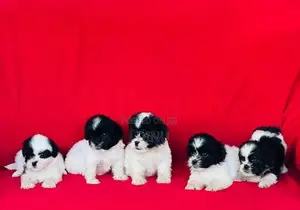 Shitzu Puppies
