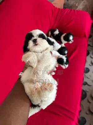 Shitzu Puppies