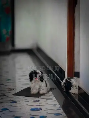 Shitzu Puppies