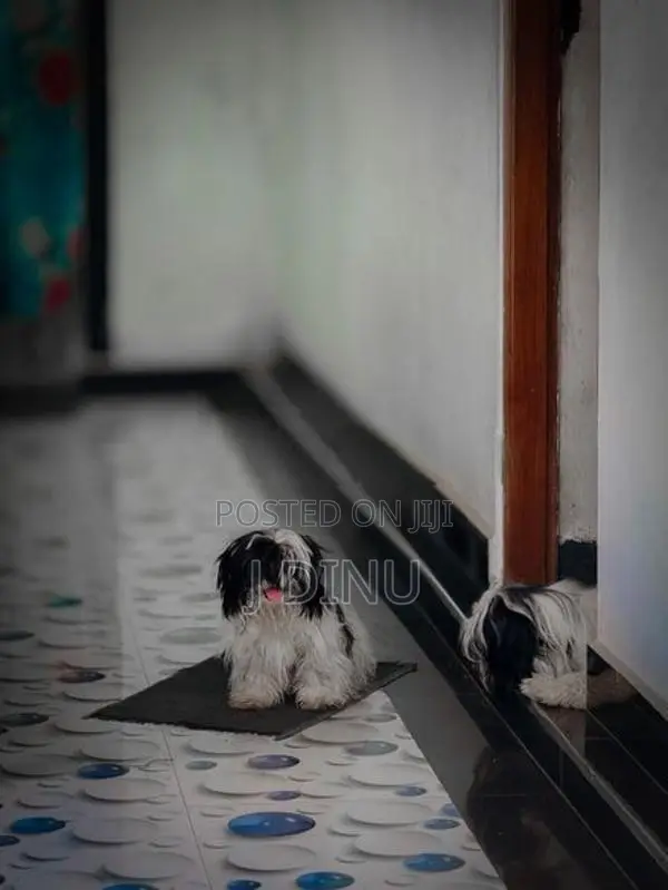 Shitzu Puppies