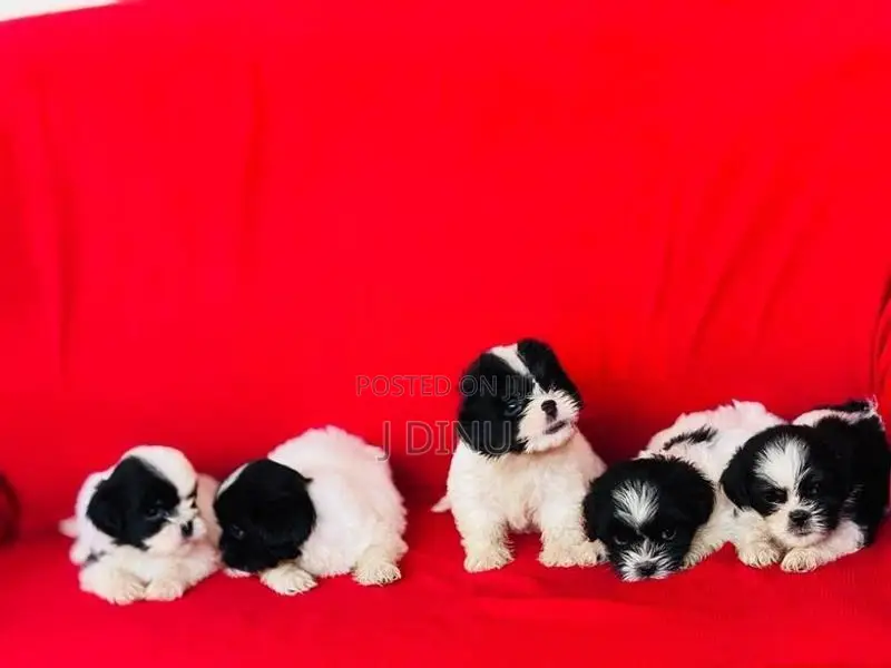 Shitzu Puppies