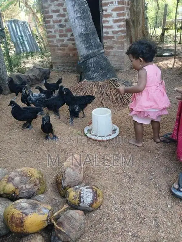கருங்கோழி(kadahanath)