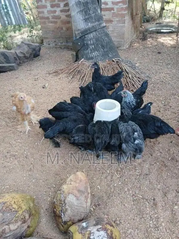 கருங்கோழி(kadahanath)