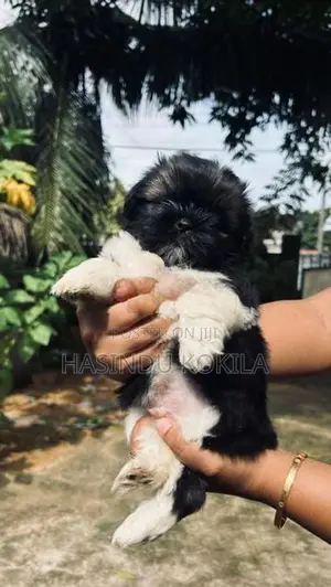 Shih Tzu Puppies