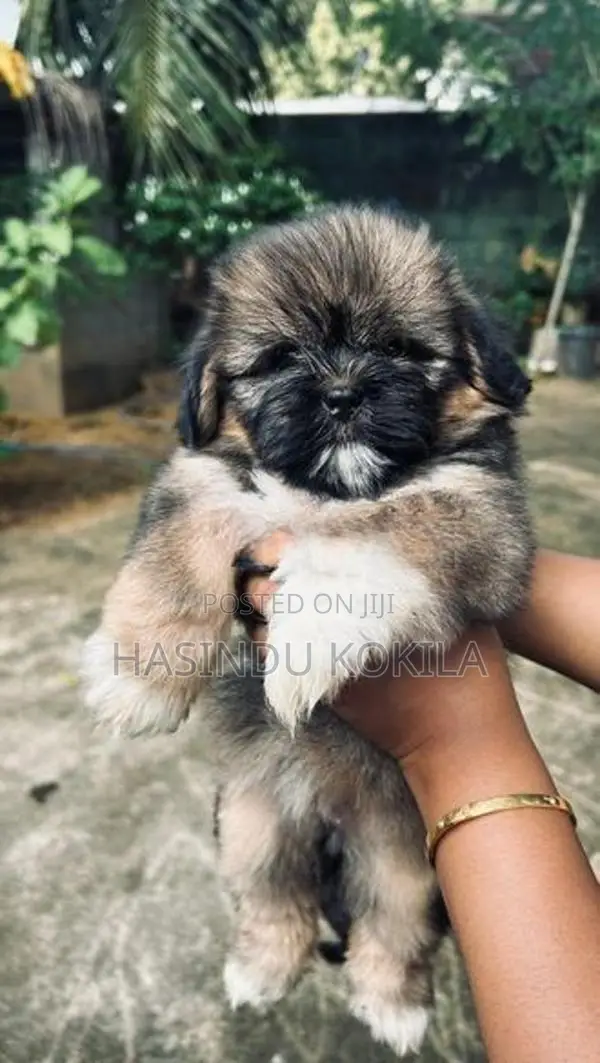 Shih Tzu Puppies