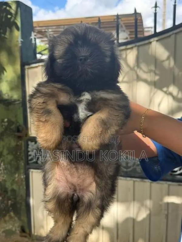 Shih Tzu Puppies