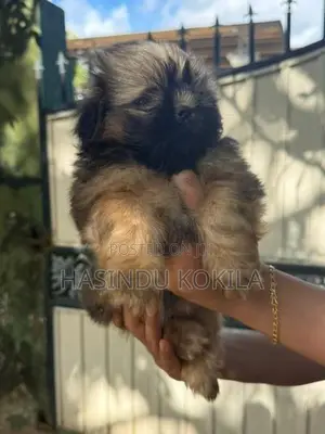 Shih Tzu Puppies