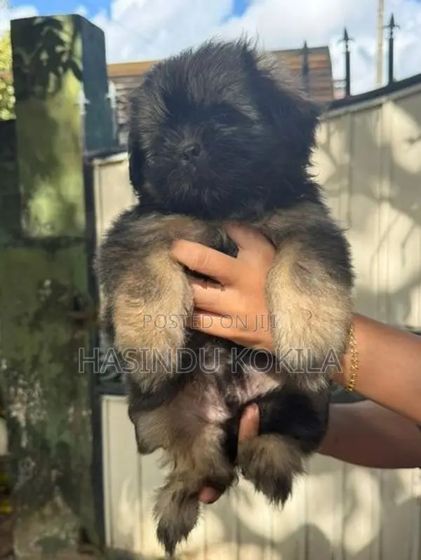 Shih Tzu Puppies