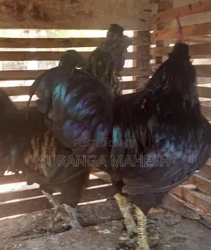 ගම් කුකුළන්