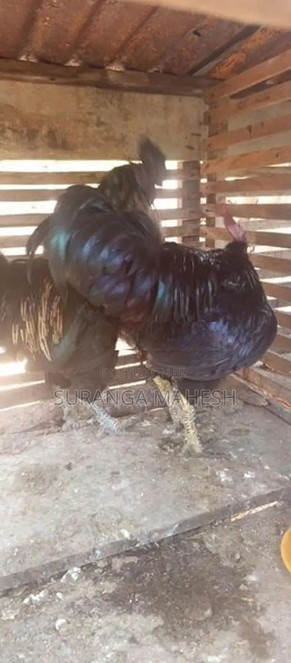 ගම් කුකුළන්