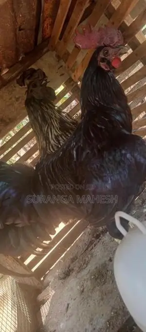 ගම් කුකුළන්