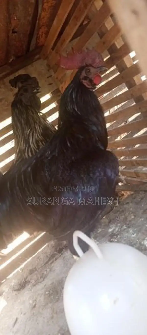 ගම් කුකුළන්