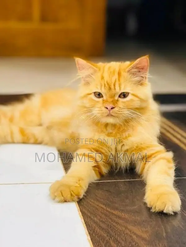 Ginger Persian Cat