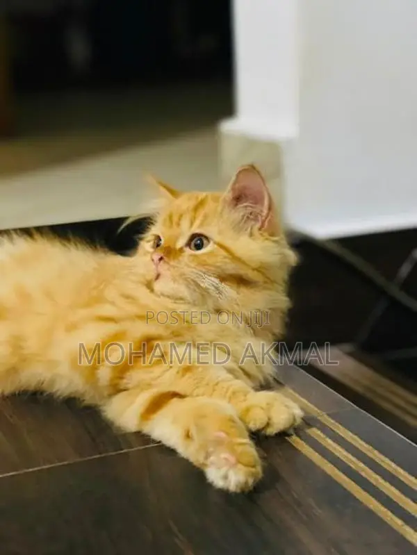Ginger Persian Cat