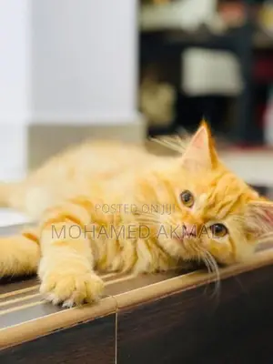 Ginger Persian Cat
