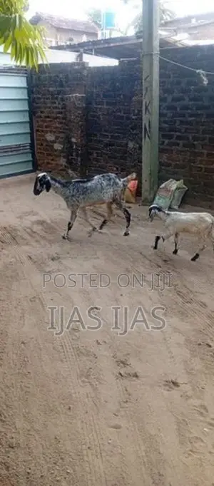 Farm Goat