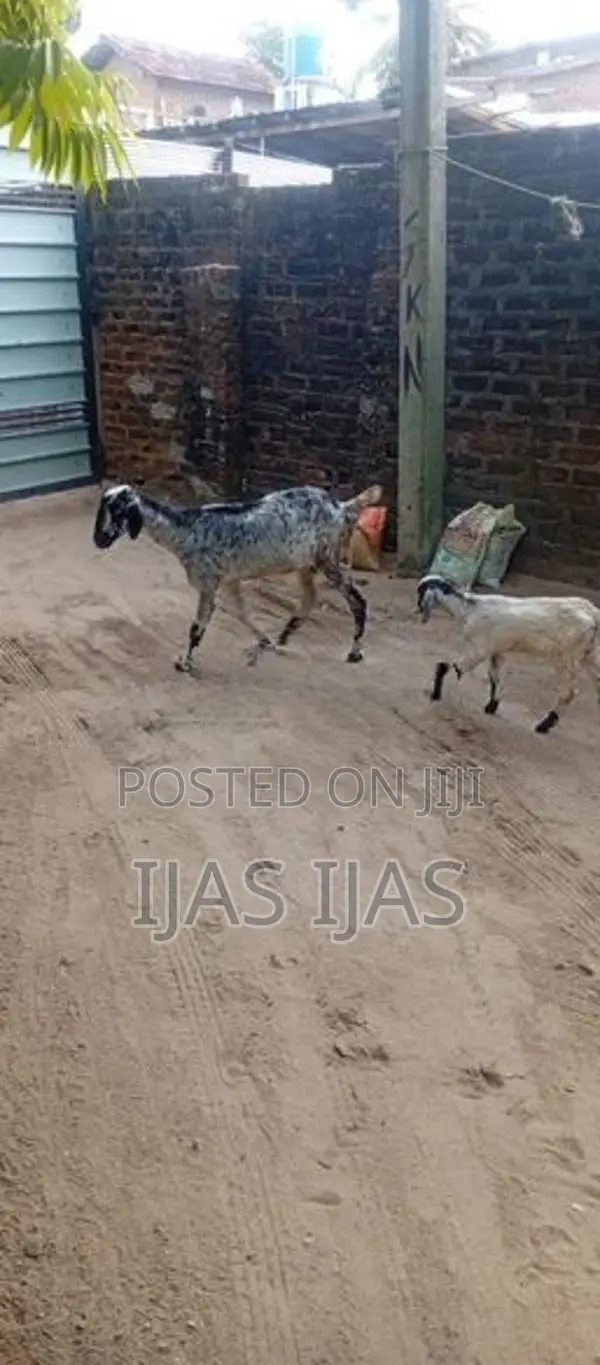 Farm Goat