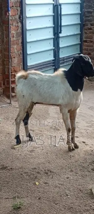 Farm Goat