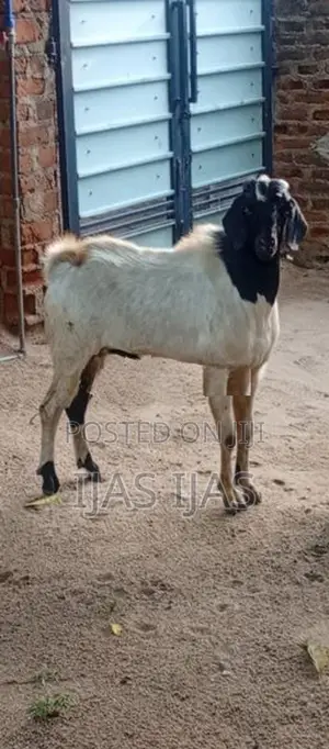 Farm Goat