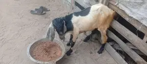 Farm Goat