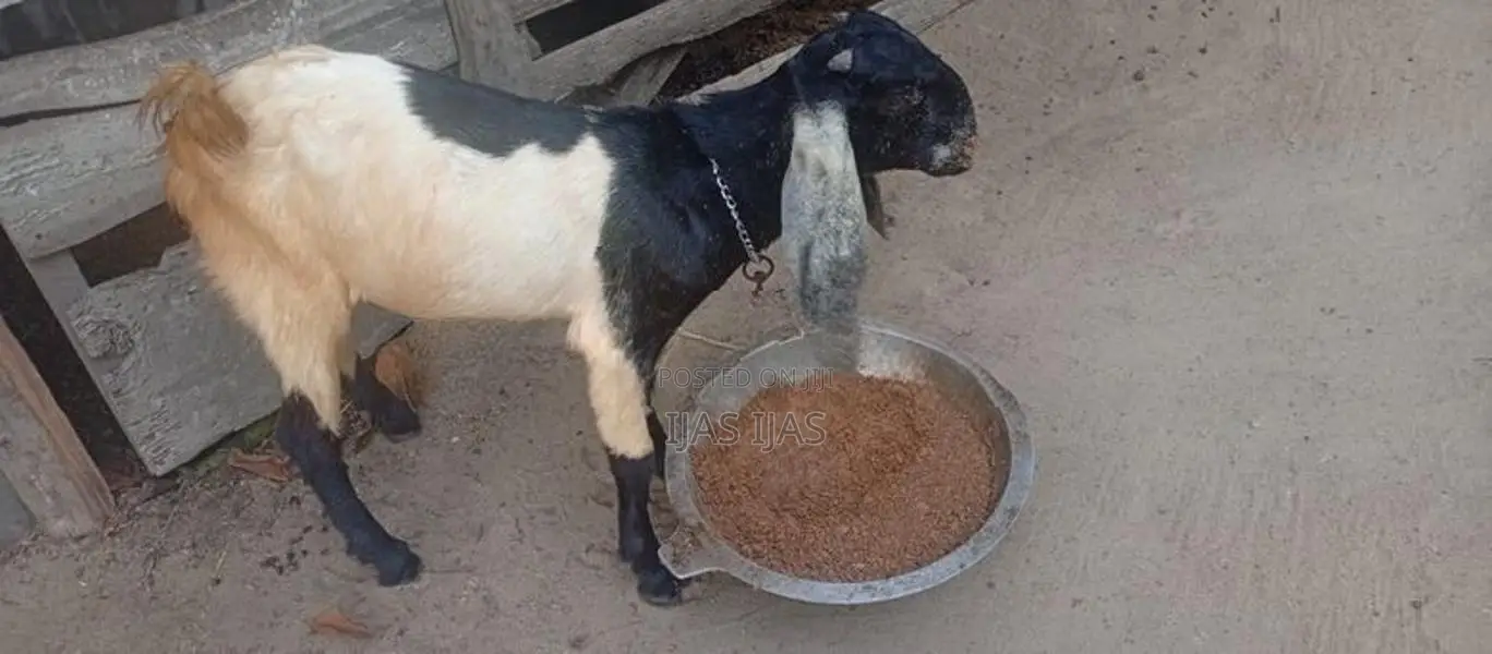 Farm Goat