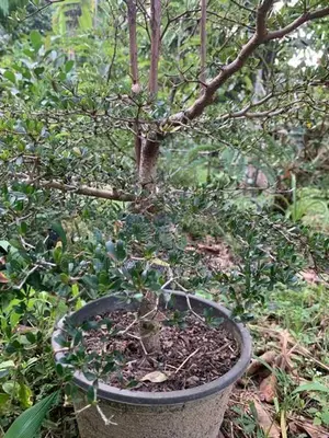 Kuru Kottan Tree