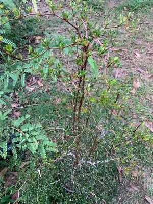 Kuru Kottan Tree