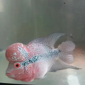Red Dragon Flowerhorn Fish