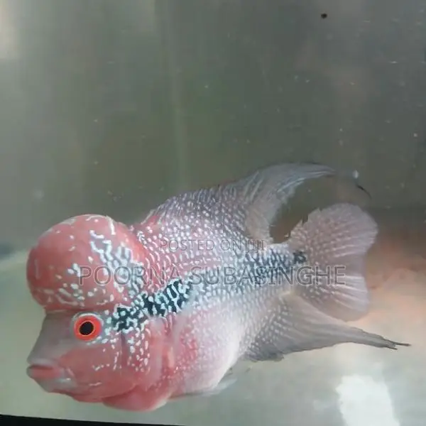 Red Dragon Flowerhorn Fish