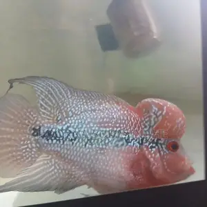 Red Dragon Flowerhorn Fish