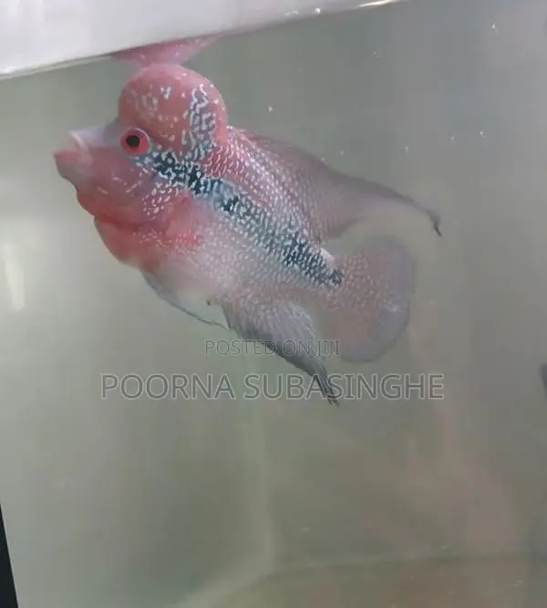 Red Dragon Flowerhorn Fish