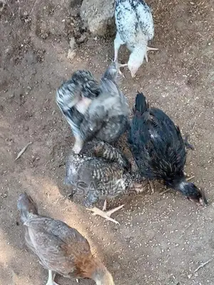 Country Chicks