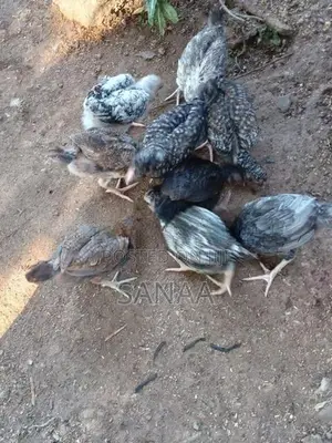 Country Chicks