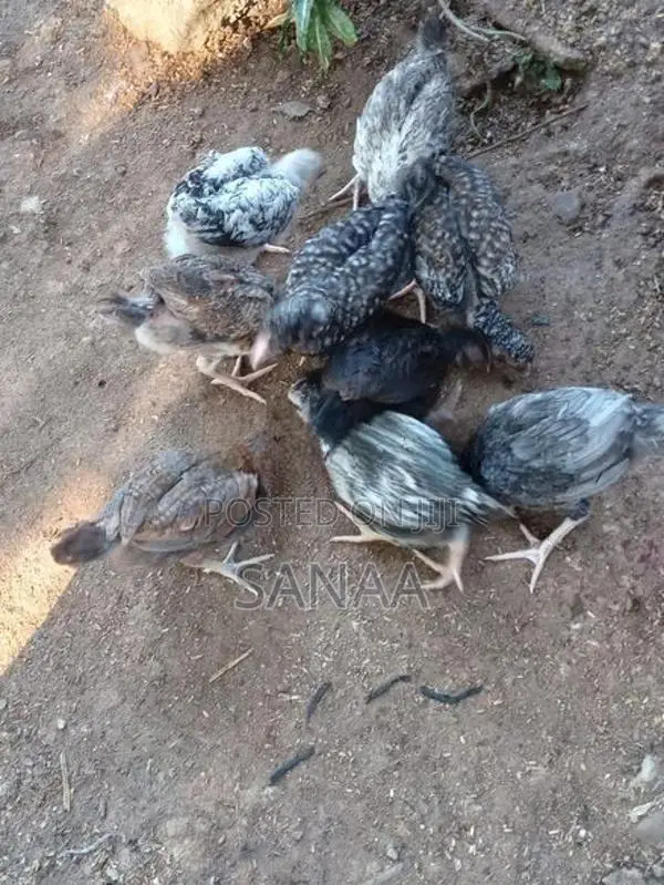 Country Chicks