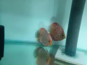 Discus Fish
